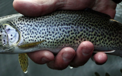 Coastal Cutthroat Trout